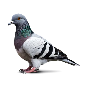 Realistic Pigeon PNG 26