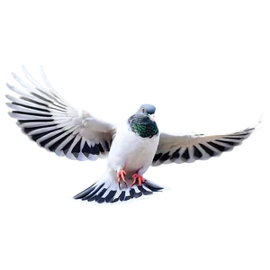 Realistic Pigeon PNG 50
