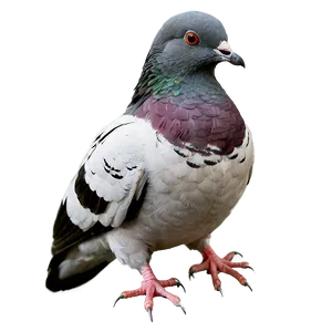 Realistic Pigeon PNG 59