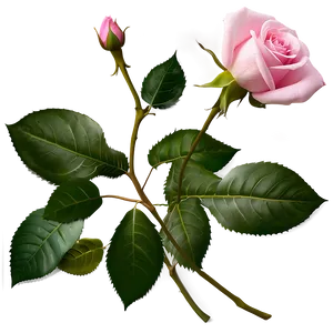 Realistic Pink Rose PNG 05242024