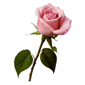 Realistic Pink Rose PNG 05242024
