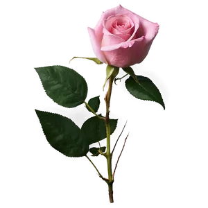 Realistic Pink Rose PNG Mmj