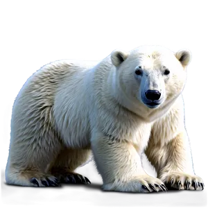 Realistic Polar Bear PNG Omu