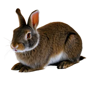 Realistic Rabbit PNG Vna3