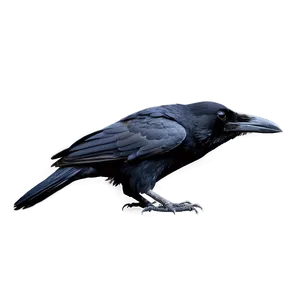 Realistic Raven PNG 15