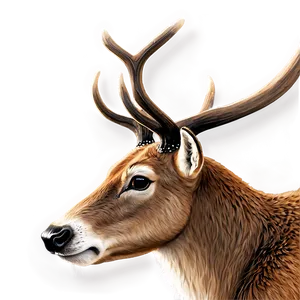 Realistic Reindeer PNG Iqq87