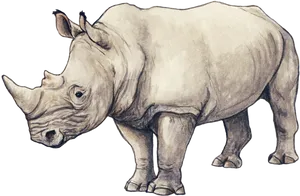 Realistic Rhinoceros Sketch PNG image