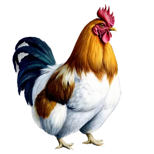 Realistic Rooster Drawing PNG Kyr60
