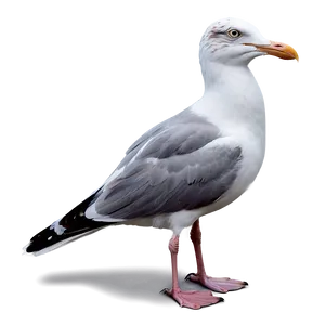 Realistic Seagull Png 05242024 PNG image