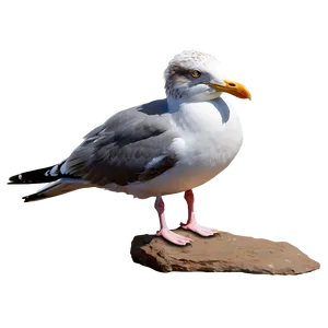 Realistic Seagull Png Gdx PNG image