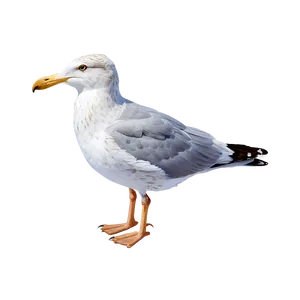 Realistic Seagull Png Vth PNG image