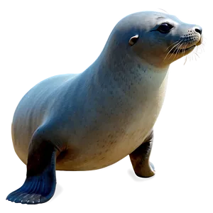 Realistic Seal Drawing Png Iqp35 PNG image