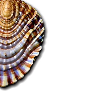 Realistic Seashell Clipart Png 06262024 PNG image