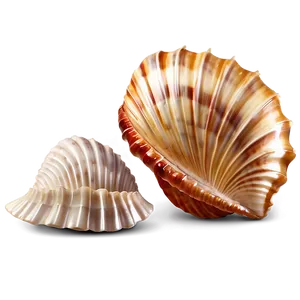 Realistic Seashell Clipart Png 06262024 PNG image