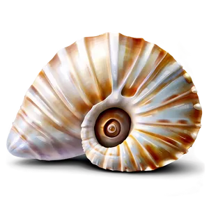 Realistic Seashell Illustration PNG 05242024