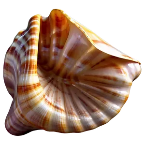 Realistic Seashell Illustration PNG Dxl