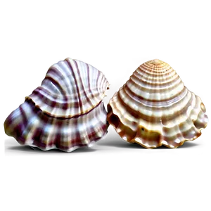 Realistic Seashell Illustration PNG Jng