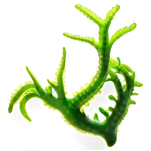 Realistic Seaweed Art PNG 05242024