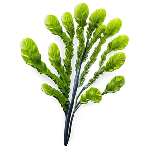 Realistic Seaweed Art PNG 77