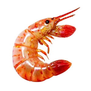 Realistic Shrimp PNG 94 PNG