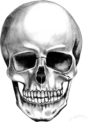 Realistic Skull Drawing Artwork PNG image