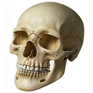 Realistic Skull Face Representation PNG Vaq PNG