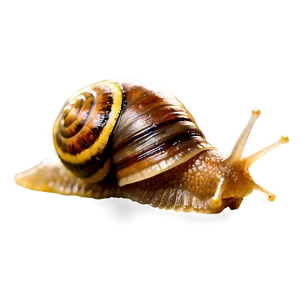 Realistic Snail PNG 33