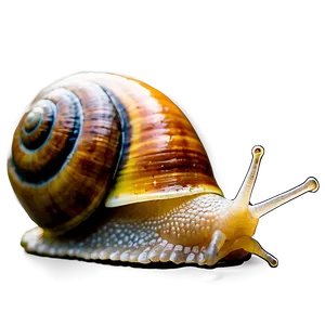 Realistic Snail PNG 60