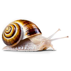Realistic Snail PNG Auo7 PNG