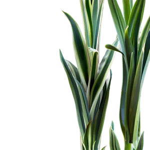 Realistic Snake Plant PNG 98