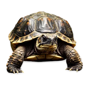 Realistic Snapping Turtle Illustration Png 06252024 PNG image