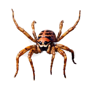 Realistic Spider Png Gbx13 PNG image