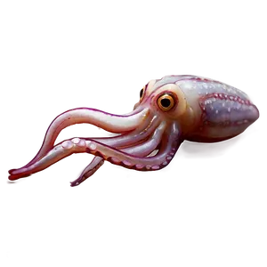 Realistic Squid Art PNG Gim