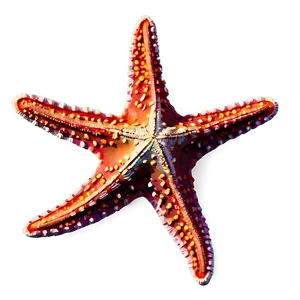 Realistic Starfish Drawing Png Sed61 PNG image