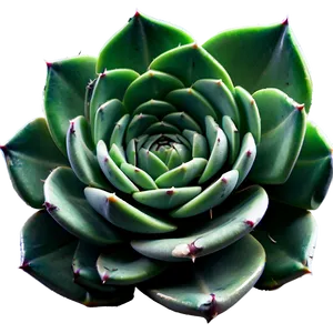 Realistic Succulent Png 05242024 PNG image