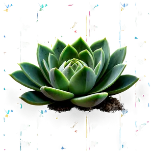 Realistic Succulent Png Hyr51 PNG image