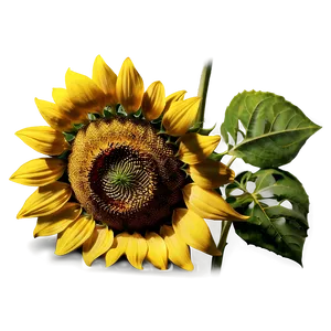 Realistic Sunflower Closeup PNG 05252024