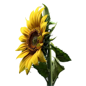 Realistic Sunflower Closeup PNG 81