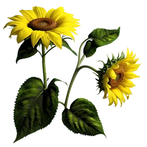 Realistic Sunflower Png Rvc PNG image
