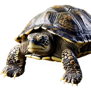 Realistic Turtle Illustration Png 05232024 PNG image