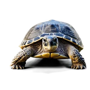 Realistic Turtle Illustration Png Doh78 PNG image