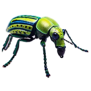 Realistic Weevil Insect Png 41 PNG image