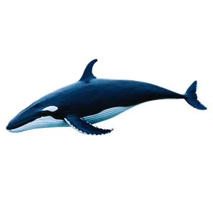 Realistic Whale Png 98 PNG image