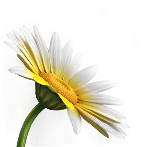 Realistic Yellow Daisy Png Mjc70 PNG image