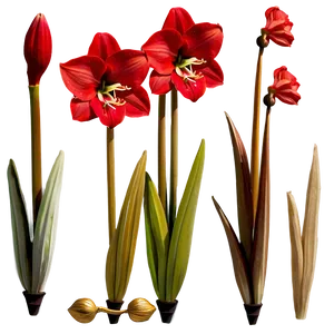 Red Amaryllis Charm PNG Fuq63 PNG