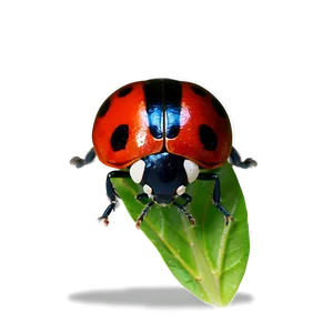 Red And Black Ladybug PNG 05242024