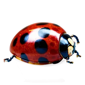 Red And Black Ladybug PNG Wsu24