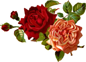 Red_and_ Peach_ Roses_ Arrangement.png PNG image