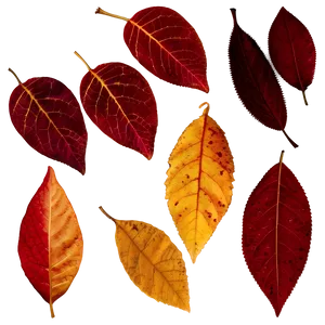 Red And Yellow Fallen Leaves Png 1 PNG image