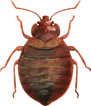 Red Bedbug Closeup PNG image